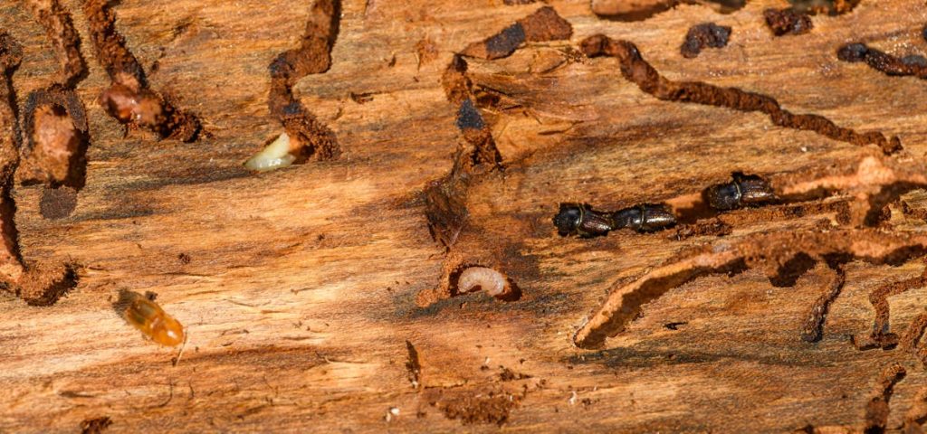 termites in wood